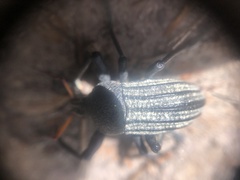 Psapharus ruficornis