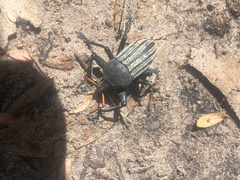 Psapharus ruficornis