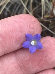 Wahlenbergia multicaulis