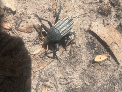 Psapharus ruficornis