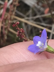 Wahlenbergia multicaulis