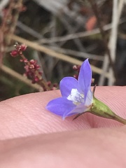 Wahlenbergia multicaulis