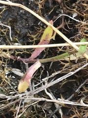 Wahlenbergia multicaulis
