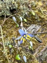 Dianella tasmanica