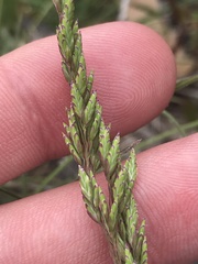 Poa