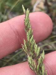 Poa