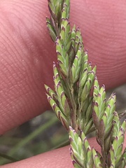Poa