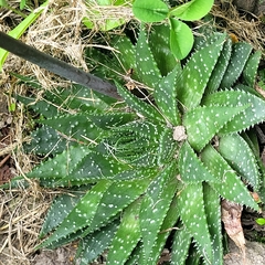Aloe maculata