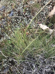 Poa