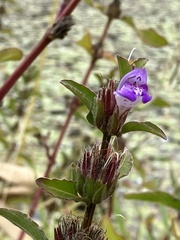 Hygrophila pogonocalyx
