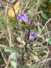 Hygrophila pogonocalyx
