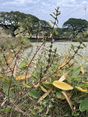 Hygrophila pogonocalyx