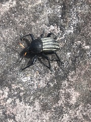 Psapharus ruficornis