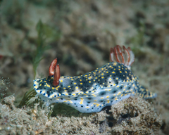 Hypselodoris infucata