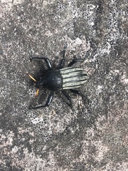 Psapharus ruficornis