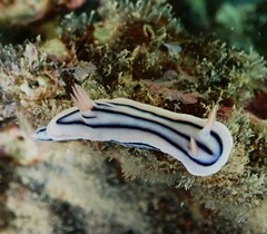 Chromodoris lochi