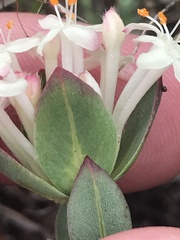 Pimelea glauca
