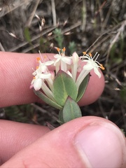 Pimelea glauca