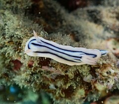 Chromodoris lochi