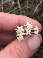 Pimelea glauca