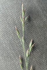 Poa glauca