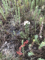 Pimelea glauca