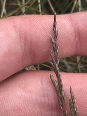 Poa sieberiana