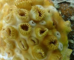 Palythoa tuberculosa