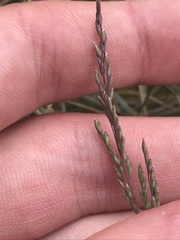 Poa sieberiana