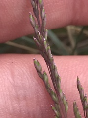 Poa sieberiana