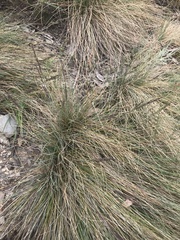 Poa sieberiana