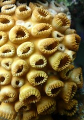 Palythoa tuberculosa