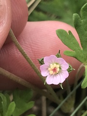 Geranium potentilloides