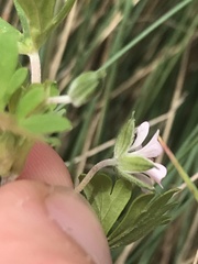 Geranium potentilloides