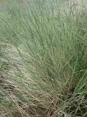 Poa glauca