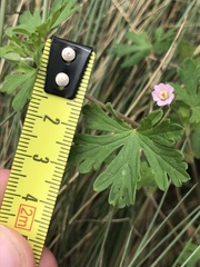 Geranium potentilloides