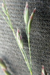 Poa glauca