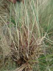 Poa glauca