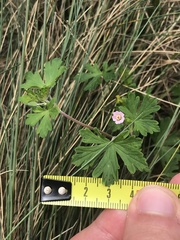 Geranium potentilloides