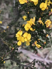 Bossiaea foliosa