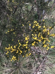 Bossiaea foliosa