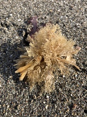 Abietinaria
