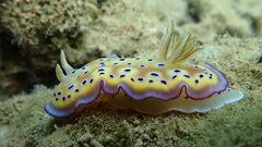 Goniobranchus kuniei