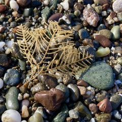 Abietinaria
