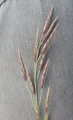 Bromus pumpellianus