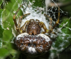 Mastophora cornigera