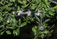 Mastophora cornigera