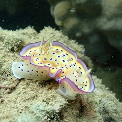Goniobranchus kuniei