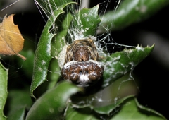 Mastophora cornigera