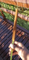 Typhaceae